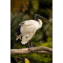 Load image into Gallery viewer, Mountains to the Sea 2026: Australia - Photo Tour