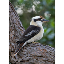 Load image into Gallery viewer, Mountains to the Sea 2026: Australia - Photo Tour