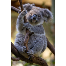 Load image into Gallery viewer, Mountains to the Sea 2026: Australia - Photo Tour