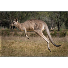 Load image into Gallery viewer, Mountains to the Sea 2026: Australia - Photo Tour
