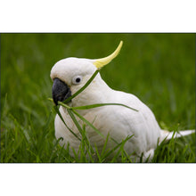 Load image into Gallery viewer, Mountains to the Sea 2026: Australia - Photo Tour
