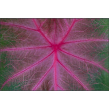 Load image into Gallery viewer, Mountains to the Sea 2026: Australia - Photo Tour
