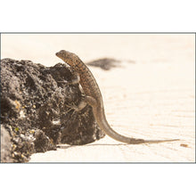 Load image into Gallery viewer, Wild Galapagos 2024: Reserve Spot with Deposit
