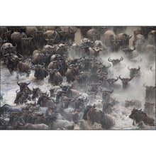 Load image into Gallery viewer, Kenya Safari 2024: Reserve Spot with Deposit
